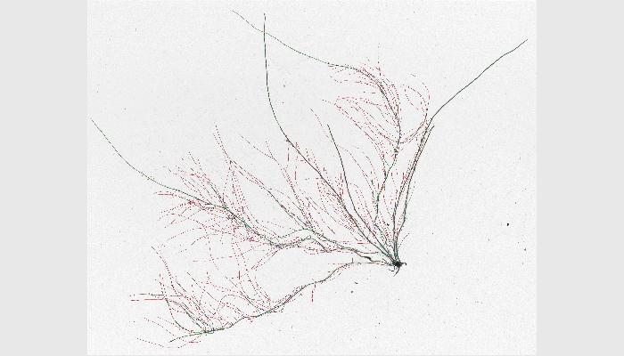 Root360增強型微根管原位根系分析系統,原位根系動態監測系統