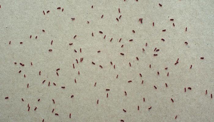 SC-A2型種子自動數粒及千粒重儀