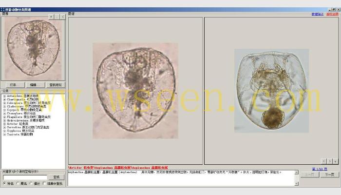 AlgaeC浮游生物計數分析智能鑒定系統（浮游動物鑒定模塊）