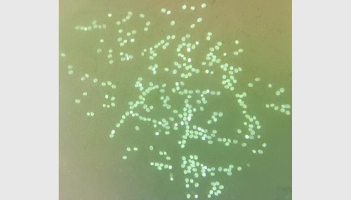 SC-B2型多功能魚卵貝苗自動計數儀