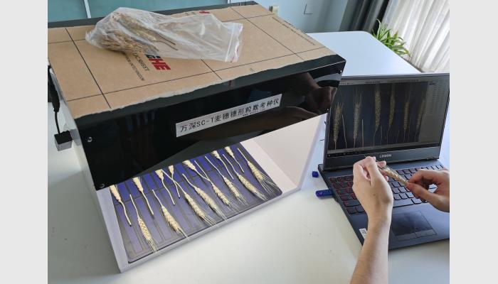 SC-T型Ai智能小麥穗形粒數(shù)考種儀