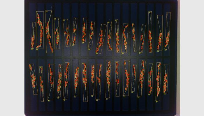 萬深SC-S型Ai智能稻谷穗形粒數考種儀