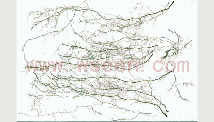 LA-S植物圖像分析儀系統(根系+葉面積分析組合版),根系分析儀,葉面積儀
